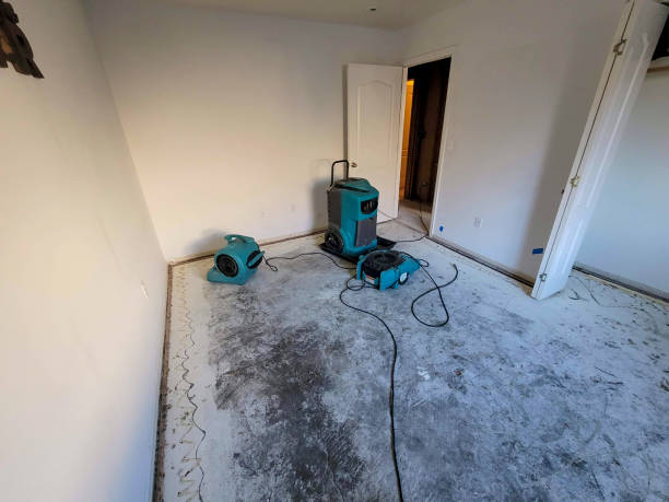Best Ceiling water damage repair  in Mount Plymouth, FL