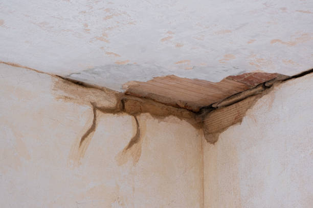 Best Water damage restoration near me  in Mount Plymouth, FL