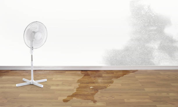 Best Basement water damage restoration  in Mount Plymouth, FL