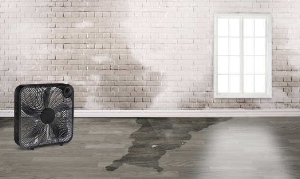 Best 24-hour water damage restoration  in Mount Plymouth, FL