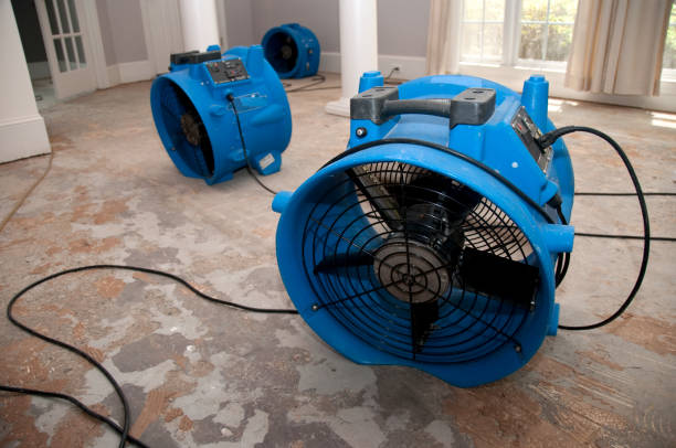 Best Water damage cleanup near me  in Mount Plymouth, FL